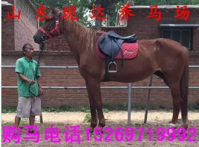 赛马多少钱(赛马多少钱价格一只),第1张 赛马多少钱(赛马多少钱价格一只),赛马多少钱(赛马多少钱价格一只),第1张