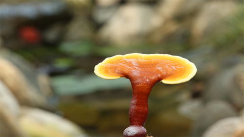 灵芝孢子粉加速肿瘤扩散(四类人不能吃灵芝孢子),第1张 灵芝孢子粉加速肿瘤扩散(四类人不能吃灵芝孢子),灵芝孢子粉加速肿瘤扩散(四类人不能吃灵芝孢子),第1张