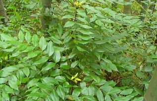 白果叶（白果叶的功效与主治）,白果叶（白果叶的功效与主治）,第1张