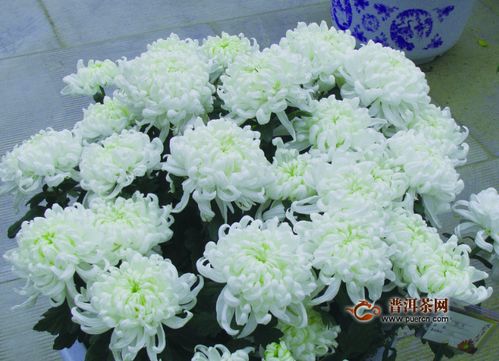 决明子菊花茶的功效与作用(枸杞决明子菊花茶的功效与作用),第2张 决明子菊花茶的功效与作用(枸杞决明子菊花茶的功效与作用),决明子菊花茶的功效与作用(枸杞决明子菊花茶的功效与作用),第2张