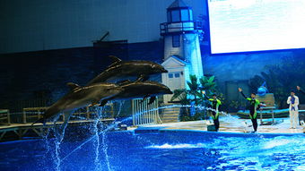 极地海洋世界攻略(天津海昌极地海洋世界攻略),第1张 极地海洋世界攻略(天津海昌极地海洋世界攻略),极地海洋世界攻略(天津海昌极地海洋世界攻略),第1张