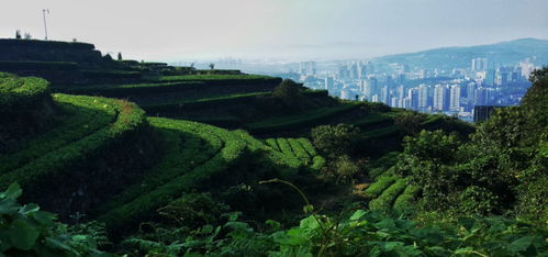 别墅装修:如何选择适合你的卫星电视接收器?——从功能、品质、价格三方面考虑,第3张 别墅装修:如何选择适合你的卫星电视接收器?——从功能、品质、价格三方面考虑,别墅装修:如何选择适合你的卫星电视接收器?——从功能、品质、价格三方面考虑,第3张