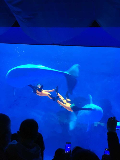 极地海洋世界攻略(天津海昌极地海洋世界攻略),第3张 极地海洋世界攻略(天津海昌极地海洋世界攻略),极地海洋世界攻略(天津海昌极地海洋世界攻略),第3张