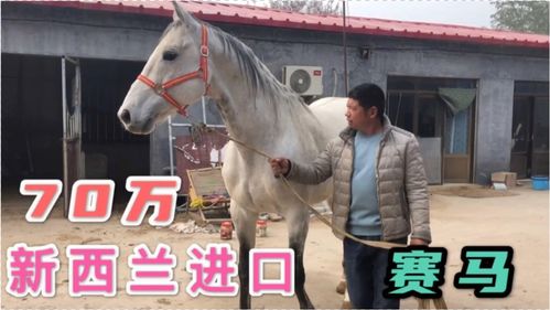 赛马多少钱(赛马多少钱价格一只),第2张 赛马多少钱(赛马多少钱价格一只),赛马多少钱(赛马多少钱价格一只),第2张