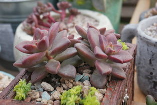 八仙果（八仙果致癌是真的吗）,八仙果（八仙果致癌是真的吗）,第3张