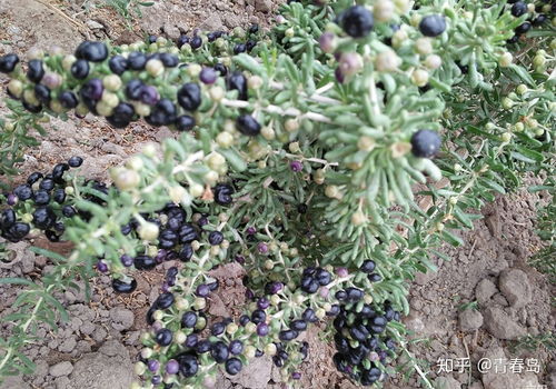 灵芝粉的功效与作用及食用方法的简单介绍,灵芝粉的功效与作用及食用方法的简单介绍,第1张