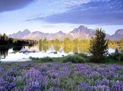 南天竺(南天竺国),第3张 南天竺(南天竺国),南天竺(南天竺国),第3张