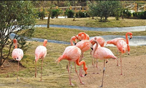 青岛小珠山野生动物园门票(青岛小珠山野生动物园门票怎么预约啊),第3张 青岛小珠山野生动物园门票(青岛小珠山野生动物园门票怎么预约啊),青岛小珠山野生动物园门票(青岛小珠山野生动物园门票怎么预约啊),第3张