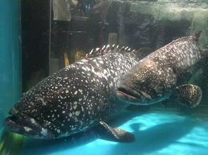 石斑鱼排名（石斑鱼排名前十名）,石斑鱼排名（石斑鱼排名前十名）,第2张