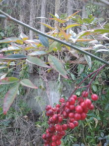 南天竺(南天竺国),第2张 南天竺(南天竺国),南天竺(南天竺国),第2张