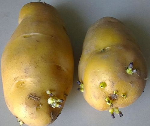 土豆发芽还能吃吗(土豆刚冒出一点小芽的能吃吗),第3张 土豆发芽还能吃吗(土豆刚冒出一点小芽的能吃吗),土豆发芽还能吃吗(土豆刚冒出一点小芽的能吃吗),第3张