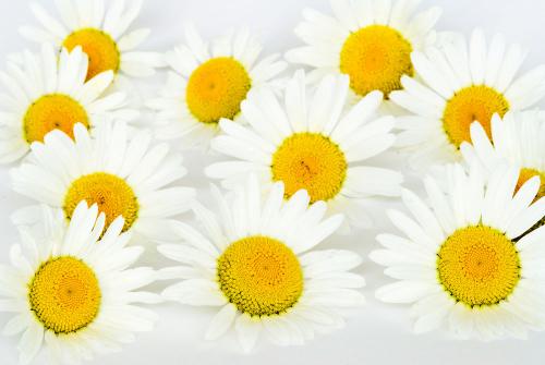 洋甘菊(洋甘菊和小雏菊区别),第2张 洋甘菊(洋甘菊和小雏菊区别),洋甘菊(洋甘菊和小雏菊区别),第2张