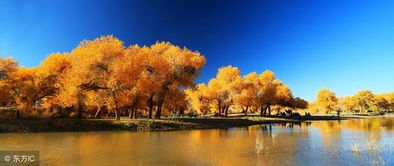 内蒙胡杨林旅游攻略(内蒙胡杨林景区在什么地方),第3张 内蒙胡杨林旅游攻略(内蒙胡杨林景区在什么地方),内蒙胡杨林旅游攻略(内蒙胡杨林景区在什么地方),第3张