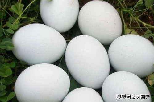 黄羊角(黄羊角怎么处理起来漂亮),第1张 黄羊角(黄羊角怎么处理起来漂亮),黄羊角(黄羊角怎么处理起来漂亮),第1张