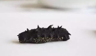 发海参的正确方法视频(发海参最好方法视频教程),第1张 发海参的正确方法视频(发海参最好方法视频教程),发海参的正确方法视频(发海参最好方法视频教程),第1张