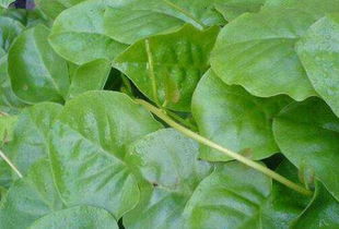 办公装修公司:【住进泰安花园】——一个人的独居生活,第1张 办公装修公司:【住进泰安花园】——一个人的独居生活,办公装修公司:【住进泰安花园】——一个人的独居生活,第1张