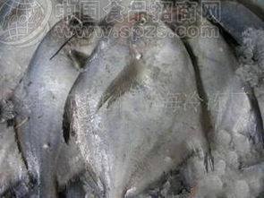 冷冻鲳鱼多少钱一斤(冷冻鲳鱼价格),第2张 冷冻鲳鱼多少钱一斤(冷冻鲳鱼价格),冷冻鲳鱼多少钱一斤(冷冻鲳鱼价格),第2张