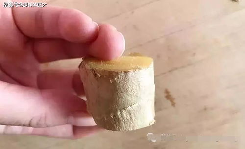 炒姜末（炒姜末敷脚心治疗小儿咳嗽吗）,炒姜末（炒姜末敷脚心治疗小儿咳嗽吗）,第2张