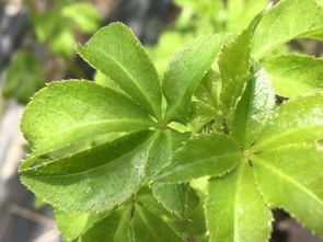 竹炭吸甲醛（竹炭吸甲醛有用吗）,竹炭吸甲醛（竹炭吸甲醛有用吗）,第3张