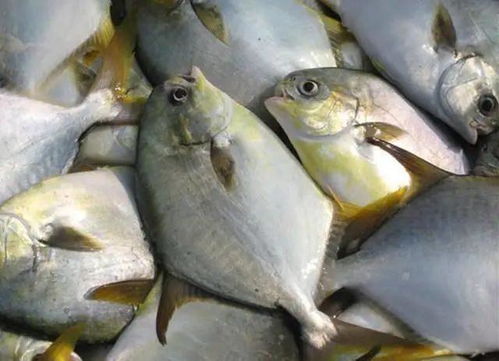 冷冻鲳鱼多少钱一斤(冷冻鲳鱼价格),第3张 冷冻鲳鱼多少钱一斤(冷冻鲳鱼价格),冷冻鲳鱼多少钱一斤(冷冻鲳鱼价格),第3张