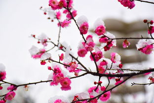 hanmei(寒梅),第2张 hanmei(寒梅),hanmei(寒梅),第2张