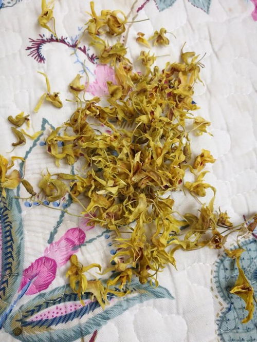 金钗石斛对皮肤好(金钗石斛适合哪类人食用),第3张 金钗石斛对皮肤好(金钗石斛适合哪类人食用),金钗石斛对皮肤好(金钗石斛适合哪类人食用),第3张