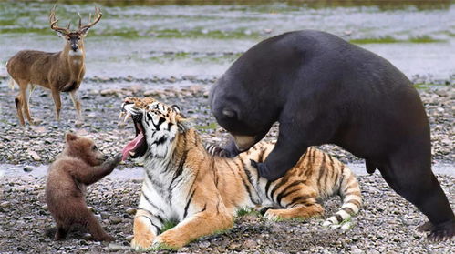 兽王的狩猎老虎(兽王的狩猎老虎是谁),第2张 兽王的狩猎老虎(兽王的狩猎老虎是谁),兽王的狩猎老虎(兽王的狩猎老虎是谁),第2张