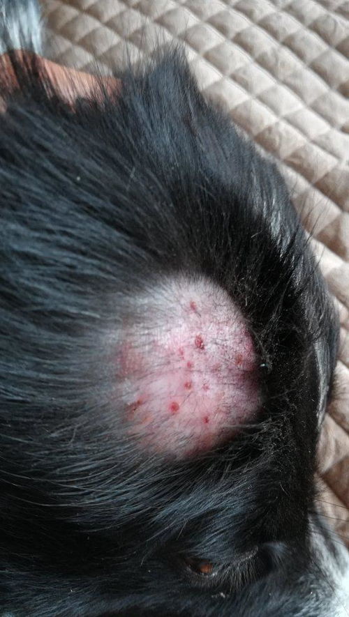 头上皮肤康诊怎样回事(头上皮肤病),第3张 头上皮肤康诊怎样回事(头上皮肤病),头上皮肤康诊怎样回事(头上皮肤病),第3张