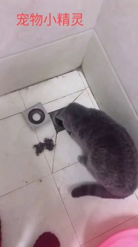 肥肠面的做法及配料（肥肠面的做法及配料大全）,肥肠面的做法及配料（肥肠面的做法及配料大全）,第3张