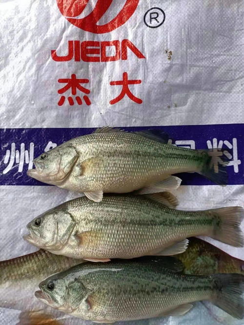 靠前营养价值最高鱼(靠前营养价值最高鱼类),第1张 靠前营养价值最高鱼(靠前营养价值最高鱼类),靠前营养价值最高鱼(靠前营养价值最高鱼类),第1张