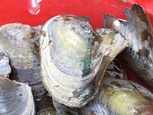 河蚌寄生虫能煮死吗(河蚌寄生虫会爬进人体内吗),第2张 河蚌寄生虫能煮死吗(河蚌寄生虫会爬进人体内吗),河蚌寄生虫能煮死吗(河蚌寄生虫会爬进人体内吗),第2张