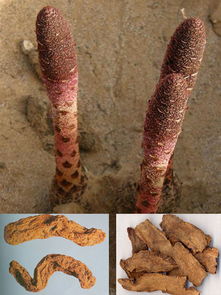 淫羊藿的功效与作用(锁阳的功效与作用),第1张 淫羊藿的功效与作用(锁阳的功效与作用),淫羊藿的功效与作用(锁阳的功效与作用),第1张