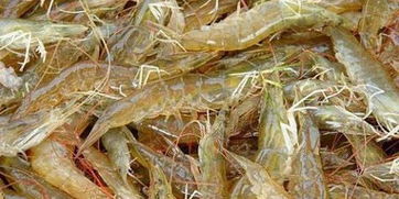 南美白对虾（南美白对虾养殖技术）,南美白对虾（南美白对虾养殖技术）,第2张