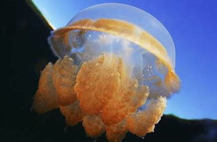 水母能吃吗(水母能吃吗图片),第2张 水母能吃吗(水母能吃吗图片),水母能吃吗(水母能吃吗图片),第2张