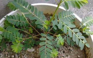 鸡骨草的副作用(鸡骨草的副作用是什么),第2张 鸡骨草的副作用(鸡骨草的副作用是什么),鸡骨草的副作用(鸡骨草的副作用是什么),第2张