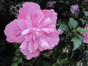 木棉花图片(木槿花图片),第2张 木棉花图片(木槿花图片),木棉花图片(木槿花图片),第2张