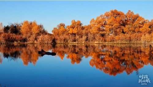 内蒙胡杨林旅游攻略(内蒙胡杨林景区在什么地方),第2张 内蒙胡杨林旅游攻略(内蒙胡杨林景区在什么地方),内蒙胡杨林旅游攻略(内蒙胡杨林景区在什么地方),第2张