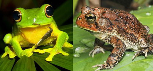 有眼皮肤啊(羊驼眼皮肤),第1张 有眼皮肤啊(羊驼眼皮肤),有眼皮肤啊(羊驼眼皮肤),第1张