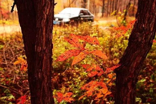 订购生日蛋糕(订购生日蛋糕电话),第3张 订购生日蛋糕(订购生日蛋糕电话),订购生日蛋糕(订购生日蛋糕电话),第3张