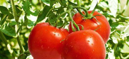 圣女果和西红柿的区别(圣女果和西红柿的区别 糖分),第3张 圣女果和西红柿的区别(圣女果和西红柿的区别 糖分),圣女果和西红柿的区别(圣女果和西红柿的区别 糖分),第3张