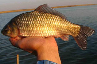 中国靠前最干净鱼(中国靠前最干净鱼种),第1张 中国靠前最干净鱼(中国靠前最干净鱼种),中国靠前最干净鱼(中国靠前最干净鱼种),第1张