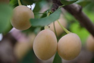 东方百盛家具怎么样(东方百盛家具官方旗舰店),第2张 东方百盛家具怎么样(东方百盛家具官方旗舰店),东方百盛家具怎么样(东方百盛家具官方旗舰店),第2张