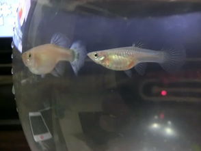 红鱼肚(红鱼肚子大是怎么回事),第1张 红鱼肚(红鱼肚子大是怎么回事),红鱼肚(红鱼肚子大是怎么回事),第1张