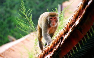 承德双塔山门票(双塔山风景区门票价格),第3张 承德双塔山门票(双塔山风景区门票价格),承德双塔山门票(双塔山风景区门票价格),第3张