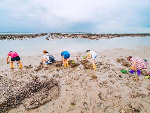 鲅鱼圈潮汐表(鲅鱼圈潮汐表赶海时间),第3张 鲅鱼圈潮汐表(鲅鱼圈潮汐表赶海时间),鲅鱼圈潮汐表(鲅鱼圈潮汐表赶海时间),第3张