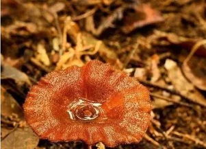 灵芝粉的功效与作用及食用方法的简单介绍,灵芝粉的功效与作用及食用方法的简单介绍,第2张