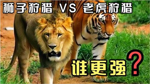 兽王的狩猎老虎(兽王的狩猎老虎是谁),第1张 兽王的狩猎老虎(兽王的狩猎老虎是谁),兽王的狩猎老虎(兽王的狩猎老虎是谁),第1张