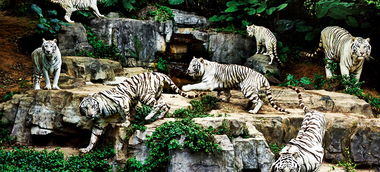 青岛小珠山野生动物园门票(青岛小珠山野生动物园门票怎么预约啊),第2张 青岛小珠山野生动物园门票(青岛小珠山野生动物园门票怎么预约啊),青岛小珠山野生动物园门票(青岛小珠山野生动物园门票怎么预约啊),第2张