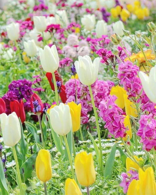 死亡之花(金鱼草为什么叫死亡之花),第2张 死亡之花(金鱼草为什么叫死亡之花),死亡之花(金鱼草为什么叫死亡之花),第2张