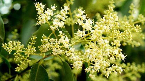 雷公藤的副作用(雷公藤的副作用选择题),第3张 雷公藤的副作用(雷公藤的副作用选择题),雷公藤的副作用(雷公藤的副作用选择题),第3张